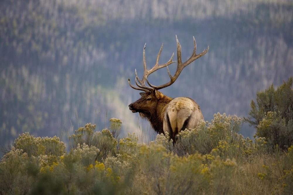 Vila Oso Blanco Ruidoso Exteriér fotografie